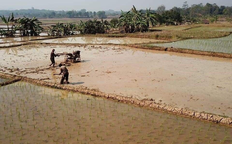 Kementan Dorong Petani Genjot Tanam Lahan Kering Tadah Hujan