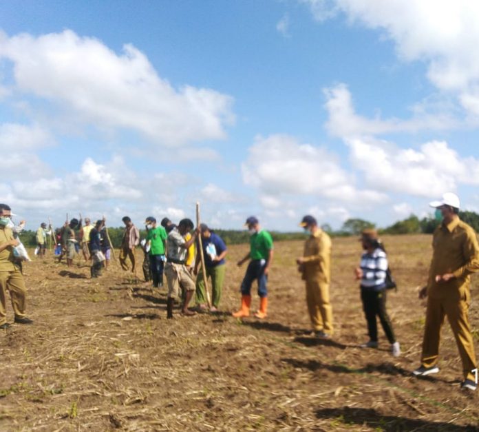 Bupati Sumba Tengah Optimis Program Food Estate Tingkatkan