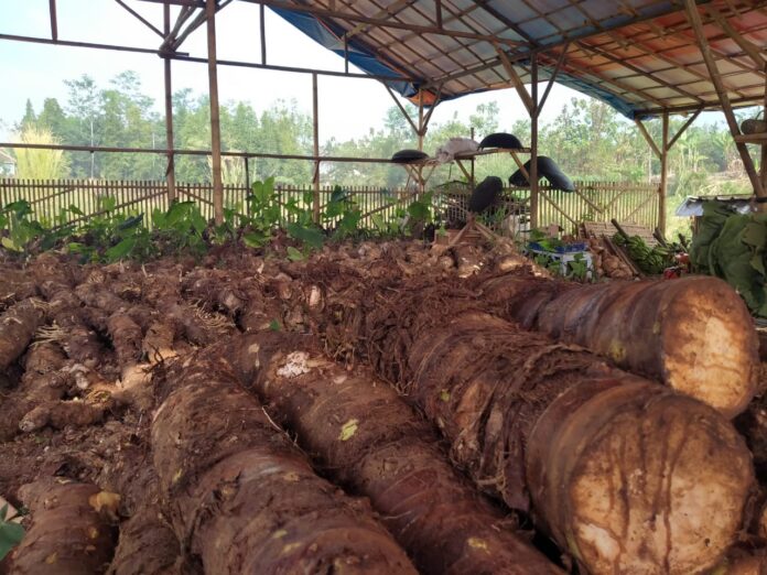 Daun Rajang Talas Beneng Banten Masuk Ke Australia Kementan Siap Dukung