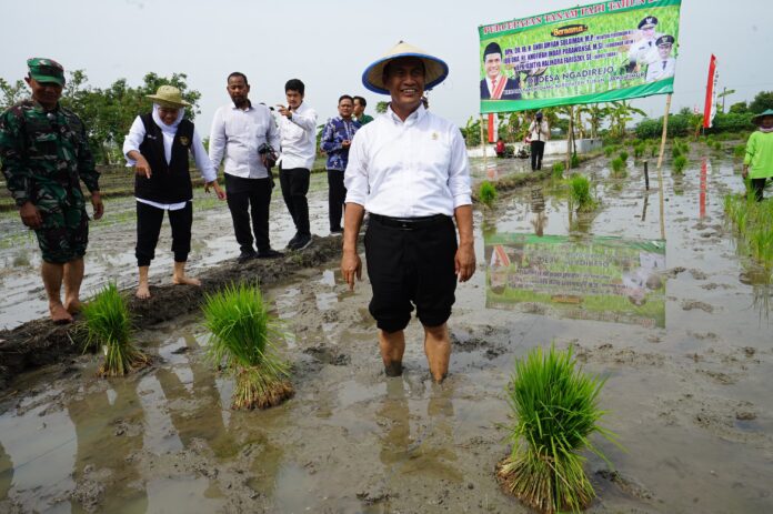 Percepatan Produksi Beras Nasional Mentan Amran Serukan Tanam Culik