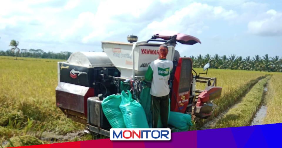 Masuk Panen Raya Maret April Produksi Beras Melimpah Capai 8 46 Juta