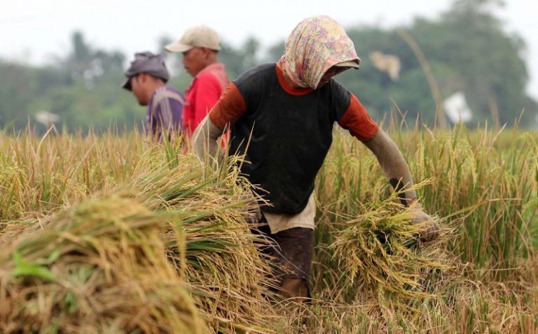 Panen di Subang lebih Optimal berkat Bantuan Kementan