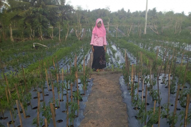 Hamparan Tanah di Kulonprogo Disulap jadi Lahan Cabai