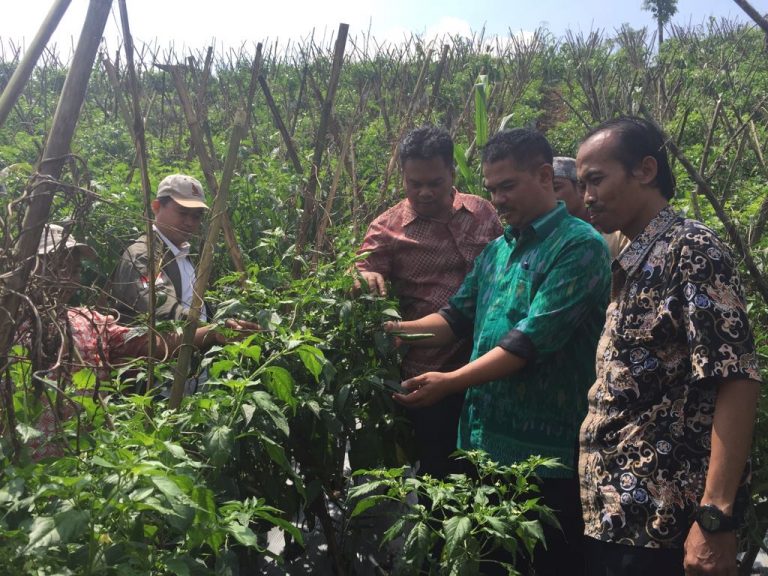 Jamin Stok Cabai Jakarta Aman selama Ramadhan, Dirjen Hortikultura Blusukan hingga Pedalaman Cianjur