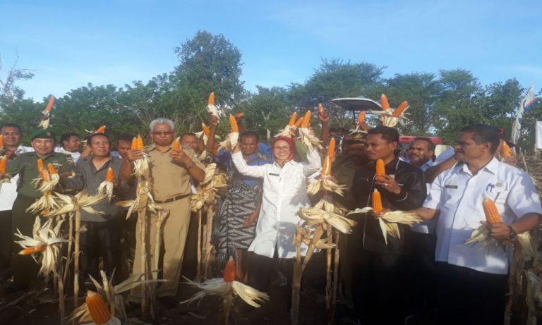 Masyarakat Tani NTT Bahagia Sambut Panen Perdana Upsus Jagung