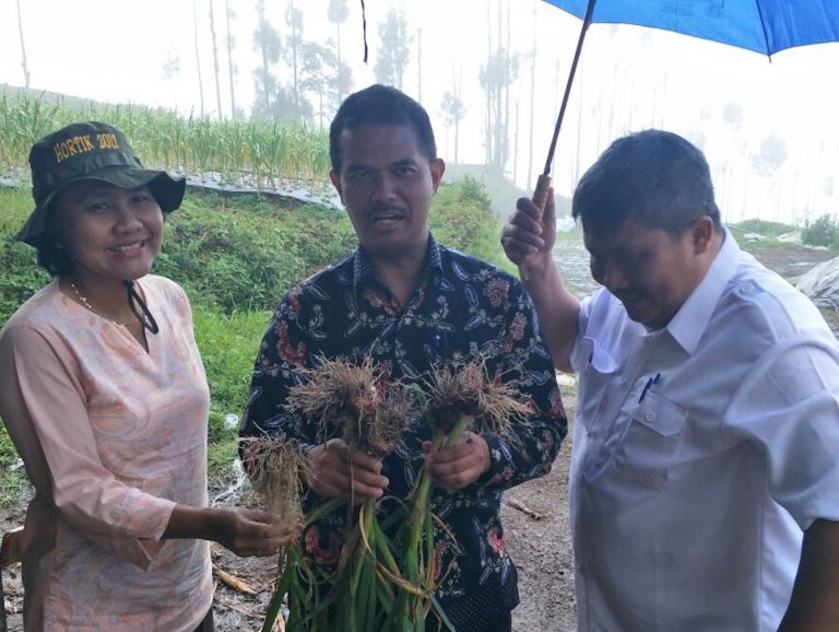 Kementan Pantau Budidaya Bawang Putih Benih Impor di Temanggung