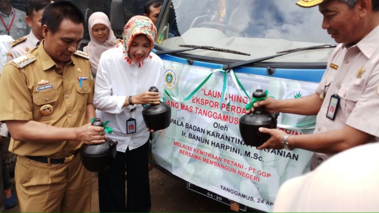 Susul Cavendis, Pisang Mas Tanggamus Masuki Pasar Ekspor
