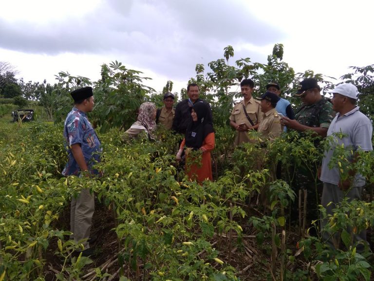 Monitoring Ketersediaan Cabai Rawit Jelang Ramadhan di Blitar