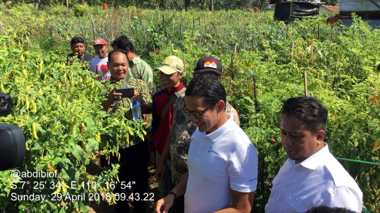 Pastikan Pasokan Cabai ke DKI Selama Ramadhan Aman, Sandi Blusukan Hingga Magelang