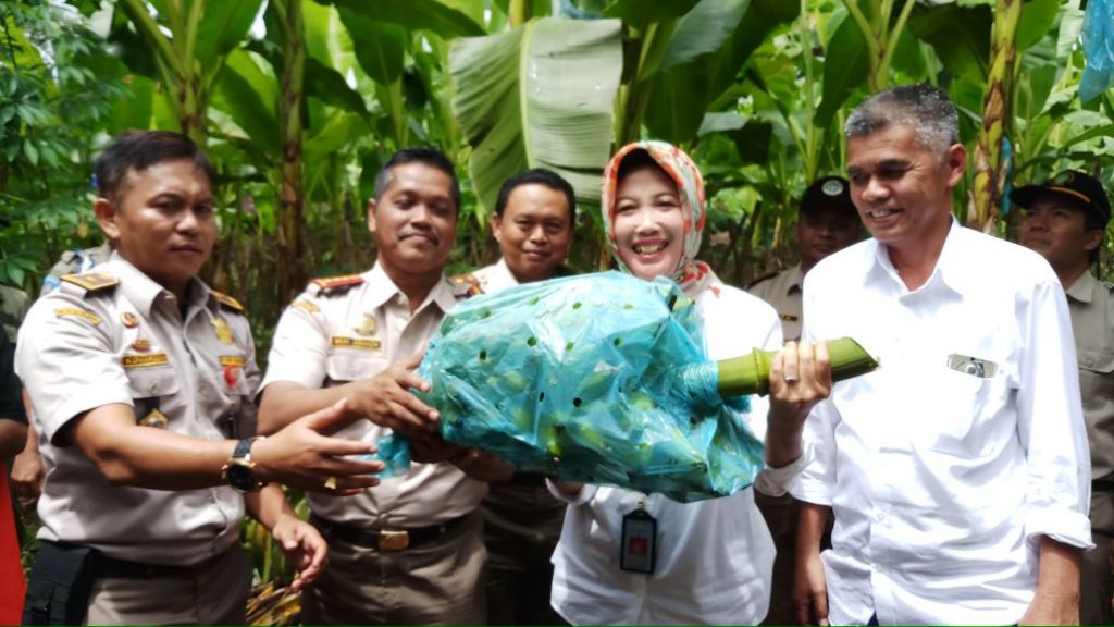 Ekspor Produksi Pertanian Asal Lampung Terus Meningkat MONITOR