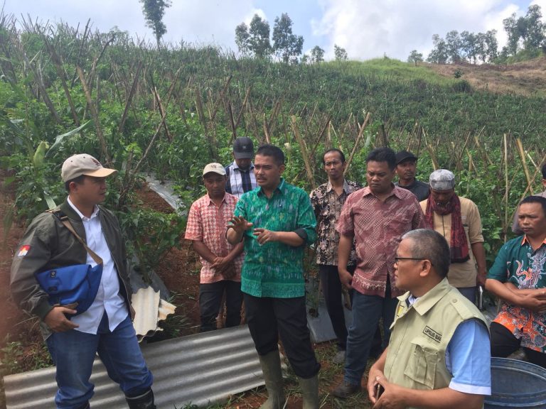 Kementan Tegaskan Wajib Tanam Importir Bawang Putih Tetap Lanjut