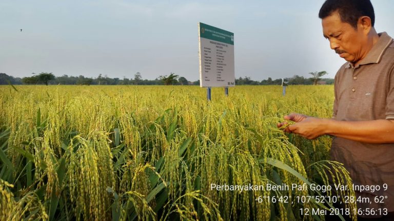 Kementan Genjot Produktivitas Padi di Lahan Kering dengan Varietas Inpago 9
