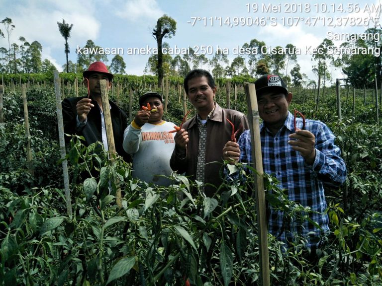 Kebutuhan Cabai Mei-Juni di Jabodetabek Mampu Dipasok dari Garut