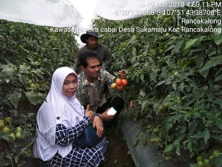 9 Manfaat Teknologi Sungkup Plastik pada Pertanaman Cabai Off Season