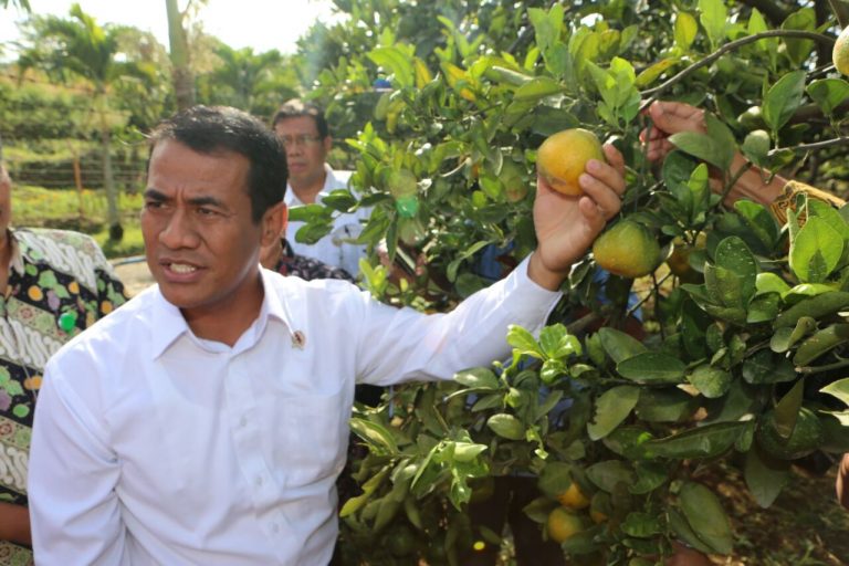 Distribusikan Sejuta Bibit Gratis, Kementan Dorong Malang Jadi Sentra Jeruk Nasional