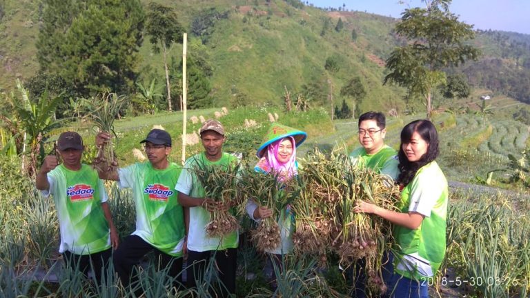 Sistem ‘Multiple Cropping’ Dongkrak Produksi Sayuran di Tegal