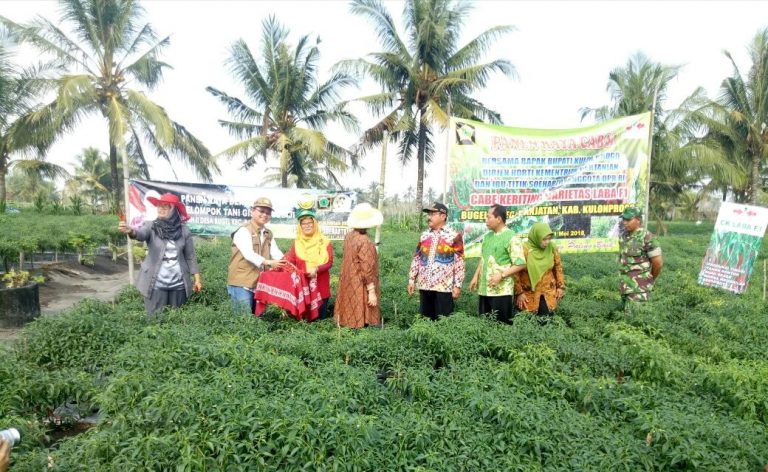 Panen Raya Cabai di Kulon Progo Siap Amankan Pasokan wilayah Jabodetabek Menjelang Puasa