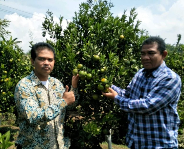 Wisata ke Garut, Ingat Jeruk Garut