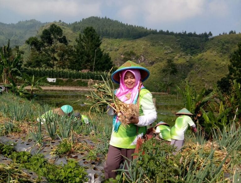 Sistem Multiple Cropping Dongkrak Hasil Panen Bawang Daun dan Tomat