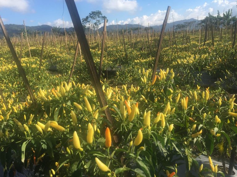 Pemberdayaan Kelompok Tani Milenial di Cilacap Mampu Menekan Margin Harga Cabai