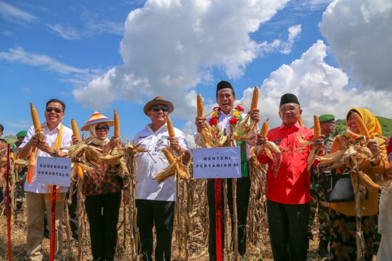 Usai Ekspor, Mentan Amran Langsung Panen Raya Jagung Gorontalo