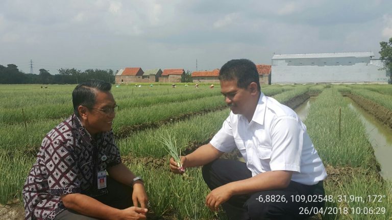 Kementan Usut Kasus Impor Bawang Bombai