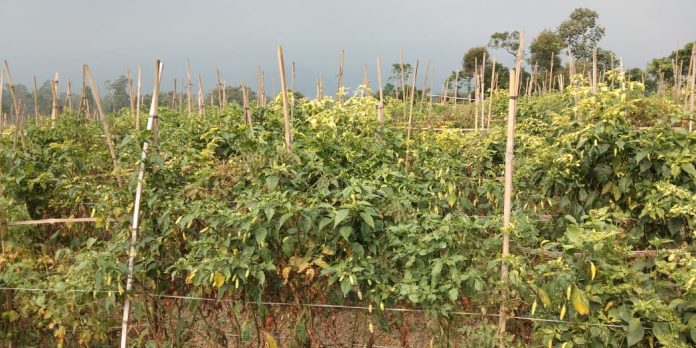 Ladang cabai di Desa Ngantru, Kecamatan Ngantang, Kabupaten Malang, Jawa Timur