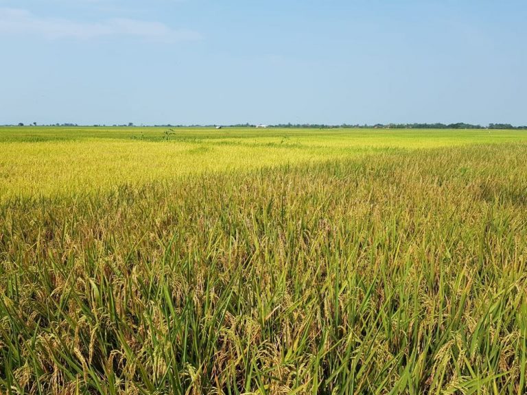 Pengelolaan Lahan Lebih Hemat dan Terarah dengan Zonasi Lahan Sawah