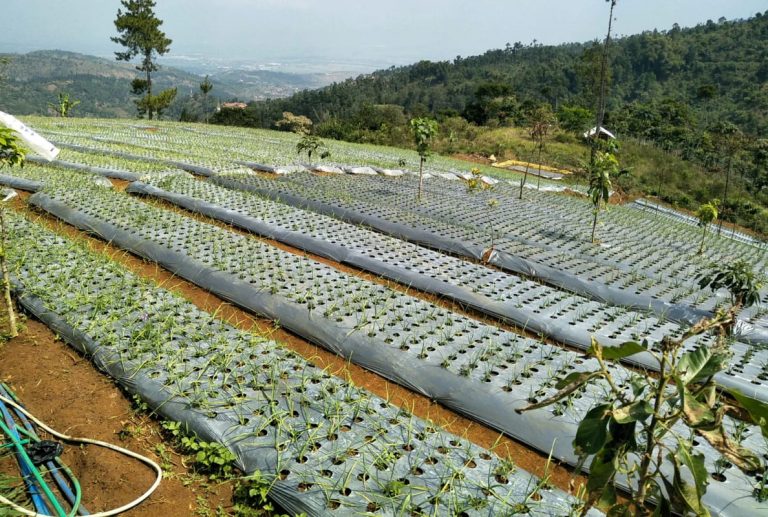 Geliat Bawang Putih di Wilayah Mangkarnata Sumedang