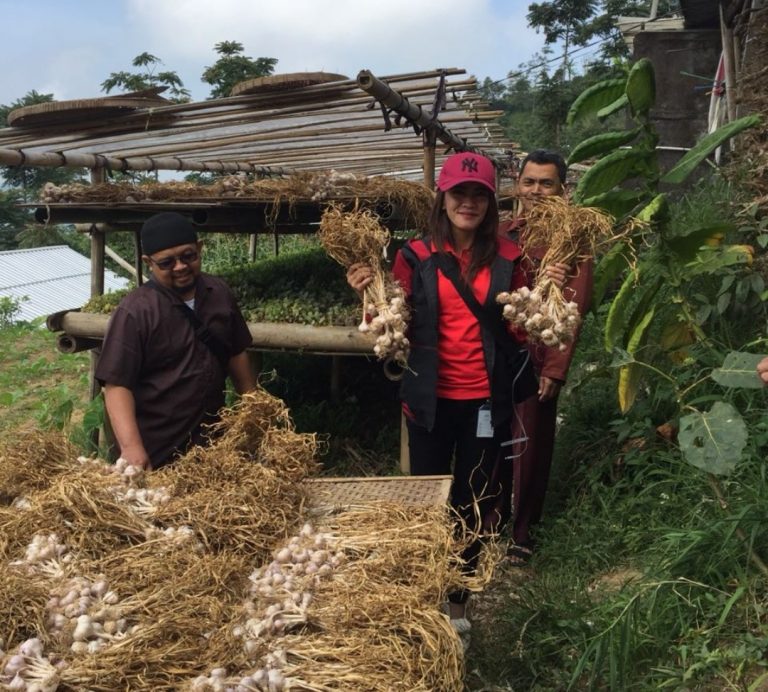 Geliat Bawang Putih di Magelang