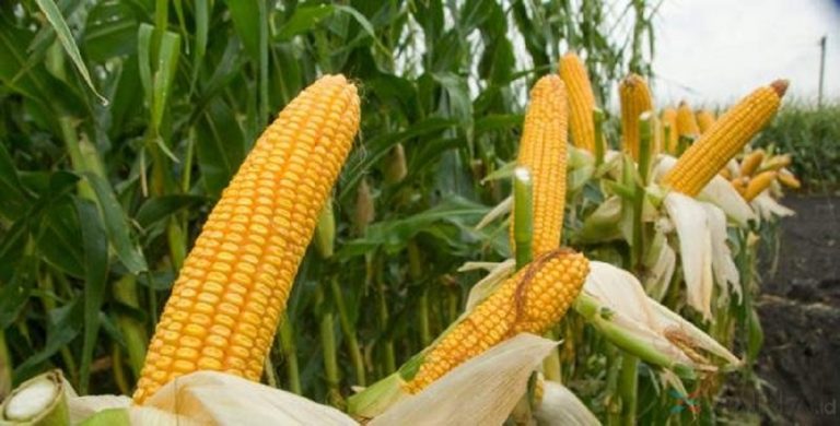 Kementan Siapkan 40% Kebutuhan Benih Jagung Hibrida Nasional