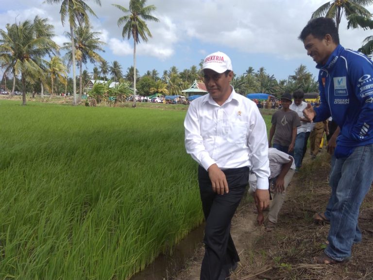 Mentan Turun Langsung beri Bantuan Benih dan Pupuk Korban Banjir di Wajo