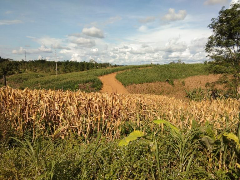 Barito Utara Diproyeksikan Jadi Lumbung Jagung di Kalteng