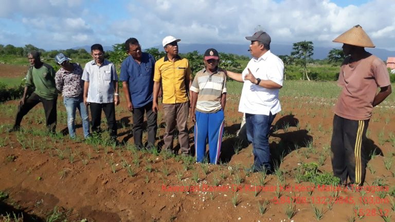 Belajar Clustering Kawasan Hortikultura dari Pelosok Maluku Tenggara