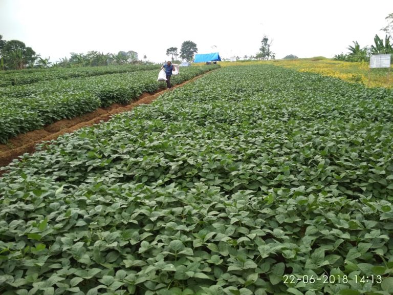 Upaya Kementan Dorong Petani Tanam Kedelai