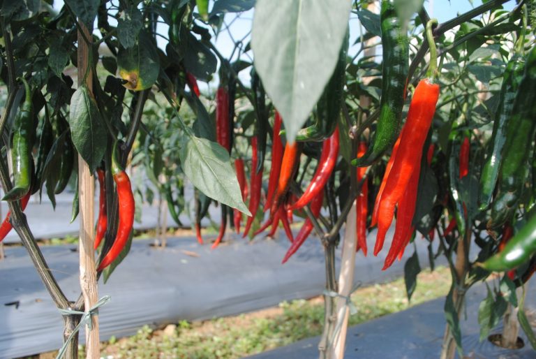 Kementan Lepas Cabai Varietas Unggul Hasil Bioteknologi in Vitro Carvi-Agrihorti