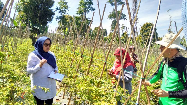 Kementan Bantu Petani Cabai Cegah Virus Kuning