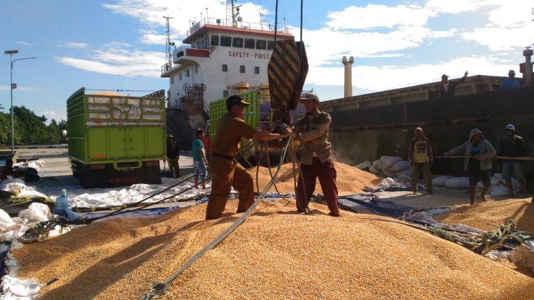 Touna Ekspor 14.000 Ton Jagung ke Philipina