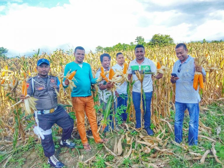 Panen Berlimpah, Gempita Maluku Jawab Tantangan Mentan Amran