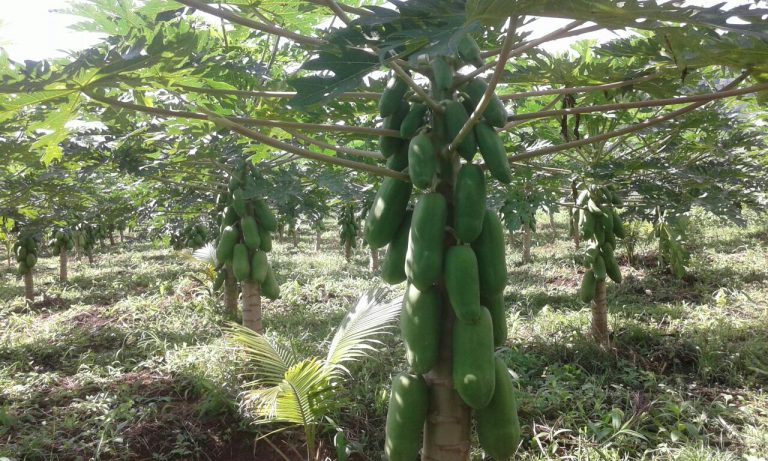 Kementan Optimistis Pepaya Merah Delima jadi Komoditas Komersial Unggulan