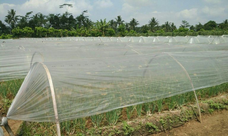 ‘Sungkup Plastik’ Cara Petani Budidaya Bawang Merah Musim Hujan