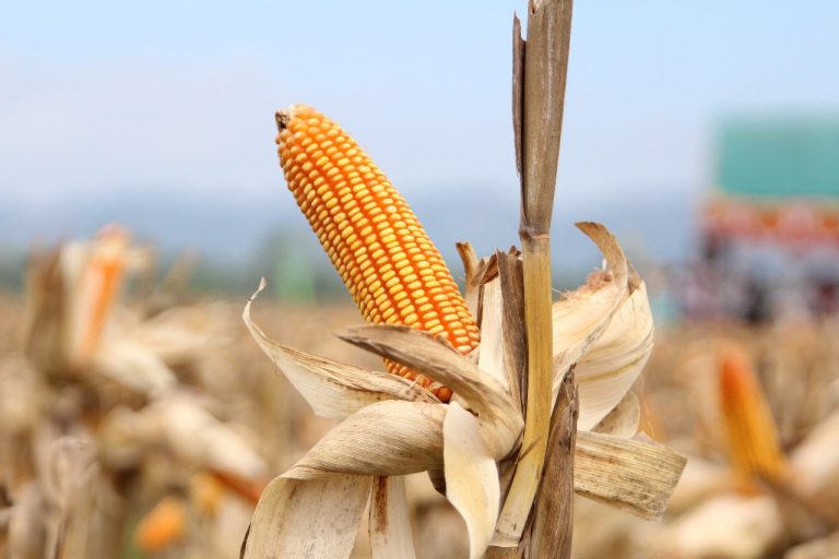 Hari Pahlawan, Momentum Petani Jagung jadi Pahlawan