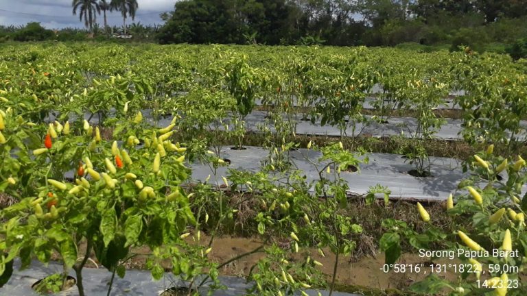 Geliat Hortikultura di Bumi Kepala Burung
