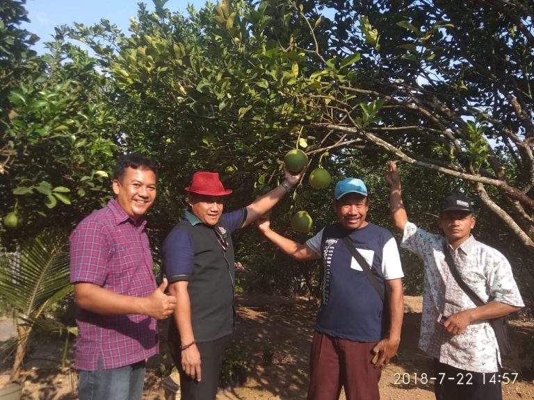 Petani Jeruk Pamelo Madu dari Pati Sukses Tembus Pasar Internasional