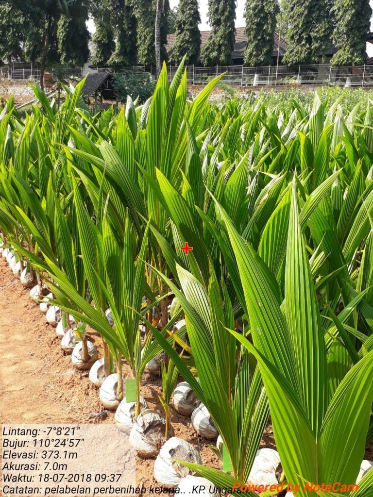 8000 Bibit Kelapa untuk Kelompok Tani di Kebumen
