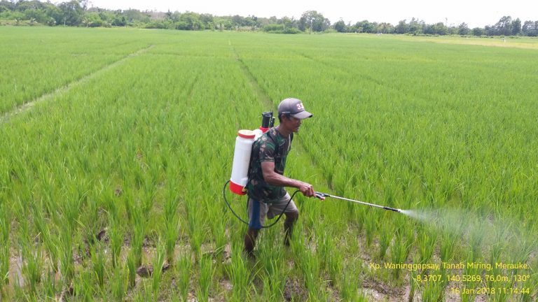 Hingga 2018, Kementan Cetak 8 Ribu HA Sawah Baru di Merauke