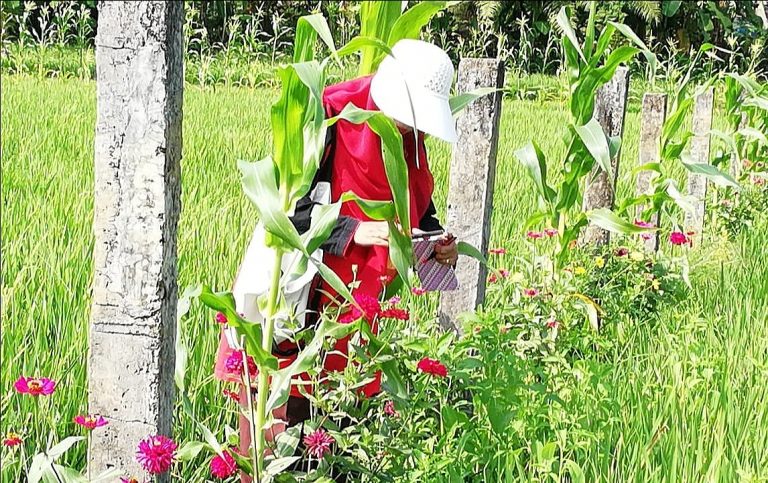 Manfaatkan Jagung Sebagai Tanaman Refugia