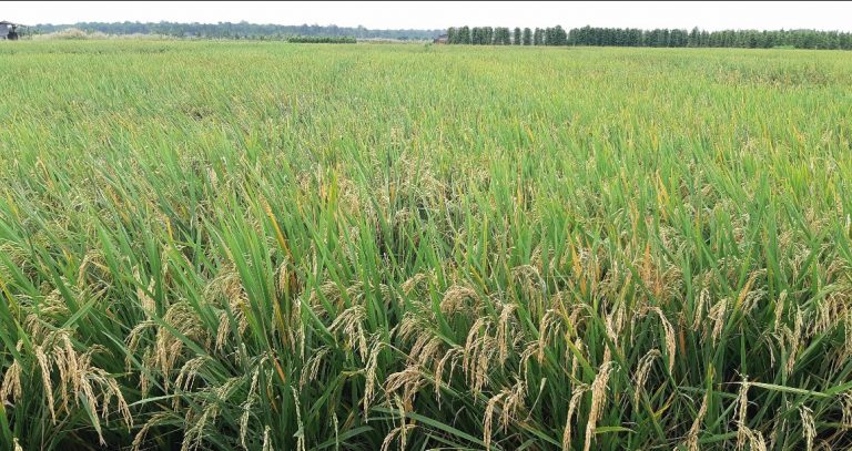 Dukungan Kementan pada Program Food Estate di Kalimantan Tengah