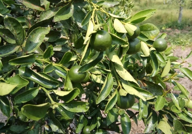 Jeruk Siam dan Keprok Berkembang di Lahan Pasang Surut Tanjung Jabung Barat