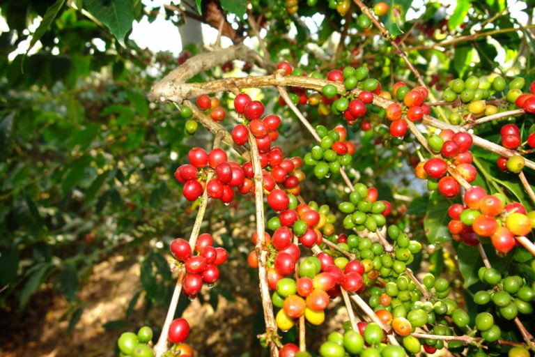 BNI Gandeng Tiga BUMN Lain Garap Budidaya Kopi